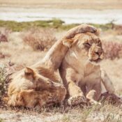 ngorongoro crater