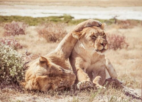 Travel Tanzania in august: Perfect Time to Travel to Tanzania