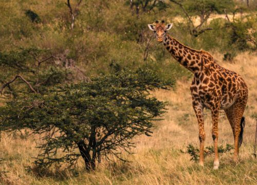 A Day Trip to Ngorongoro Crater: Africa’s Eden