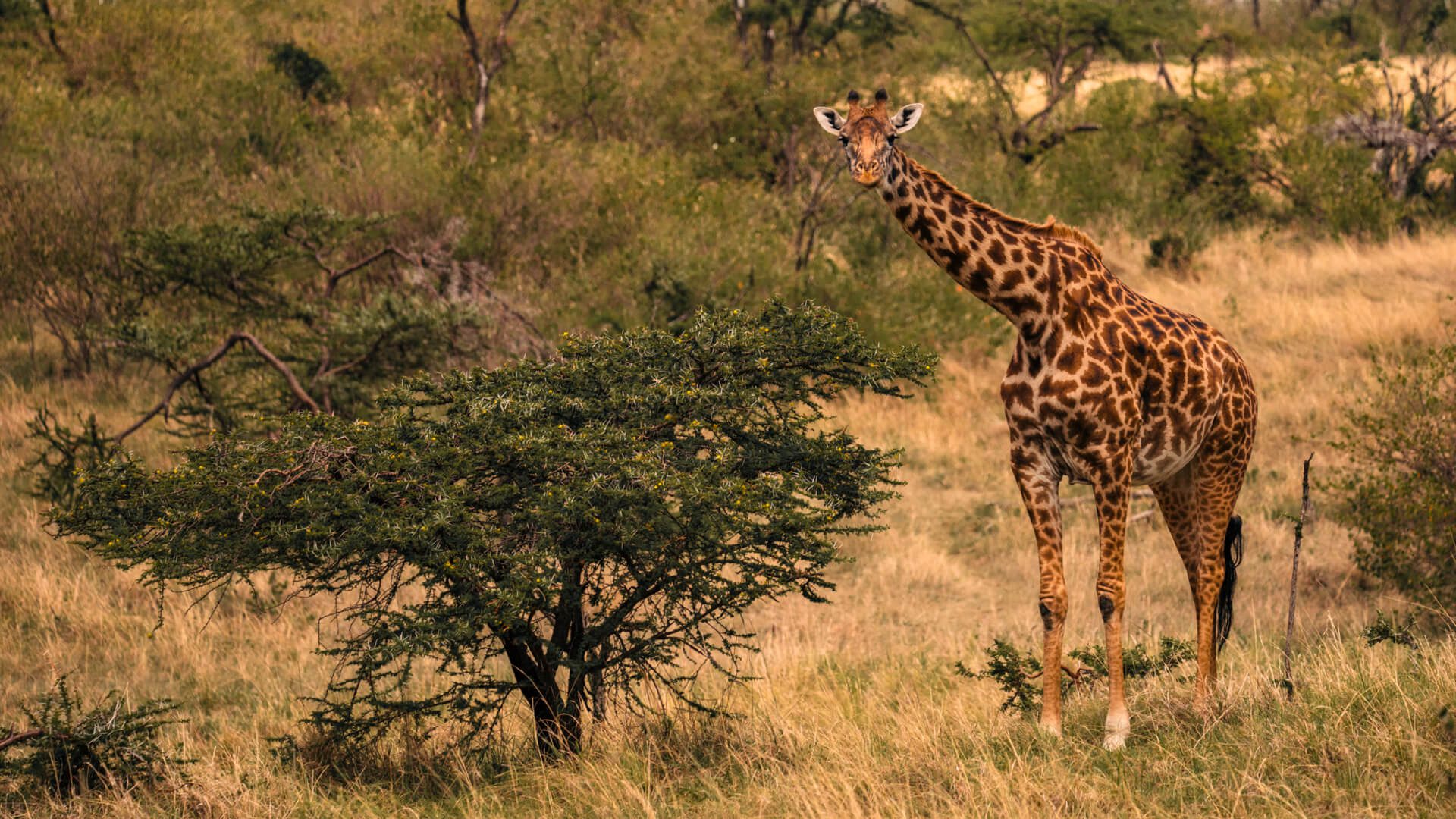 ngorongoro crater