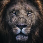 kenya vs tanzania