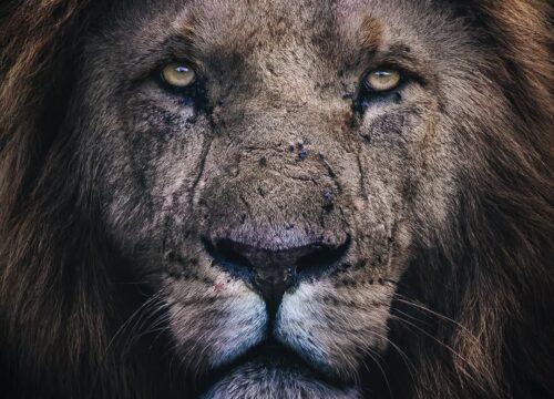 Tanzania vs Kenya Safari – Which One Should You Choose?