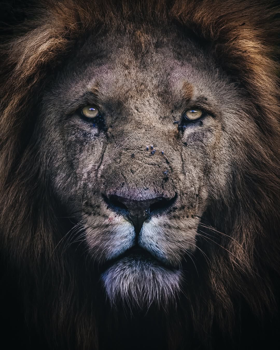 kenya vs tanzania