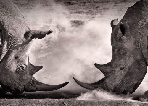 The Black Rhinoceros in Ngorongoro: A Conservation History