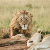 male brown lion lying on grass