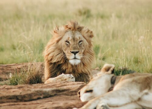 Tanzania: Best Time to Visit for Safaris, Kilimanjaro & Zanzibar