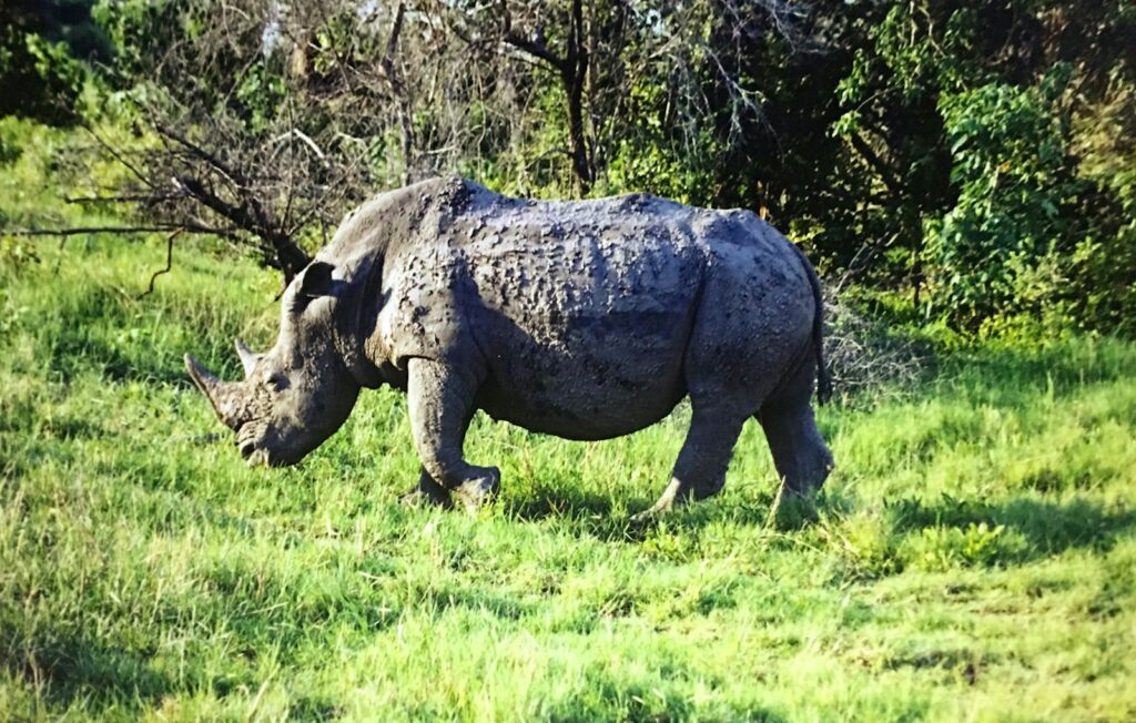 The Black Rhinoceros in Ngorongoro.