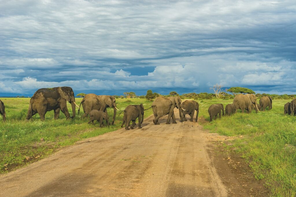 Best Time to Visit Tanzania