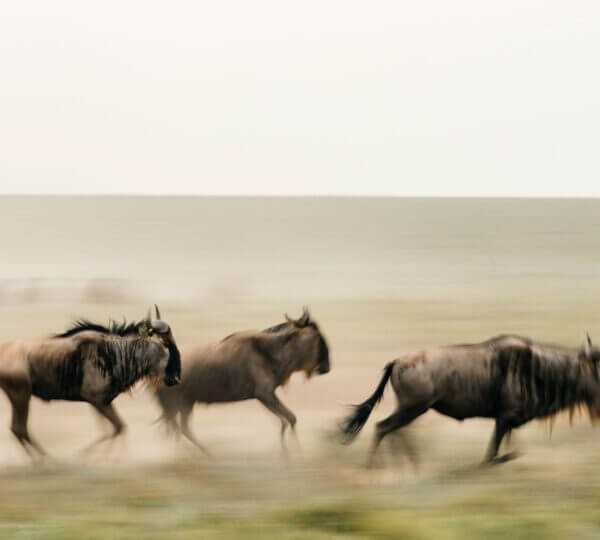 Best Time to Visit Tanzania