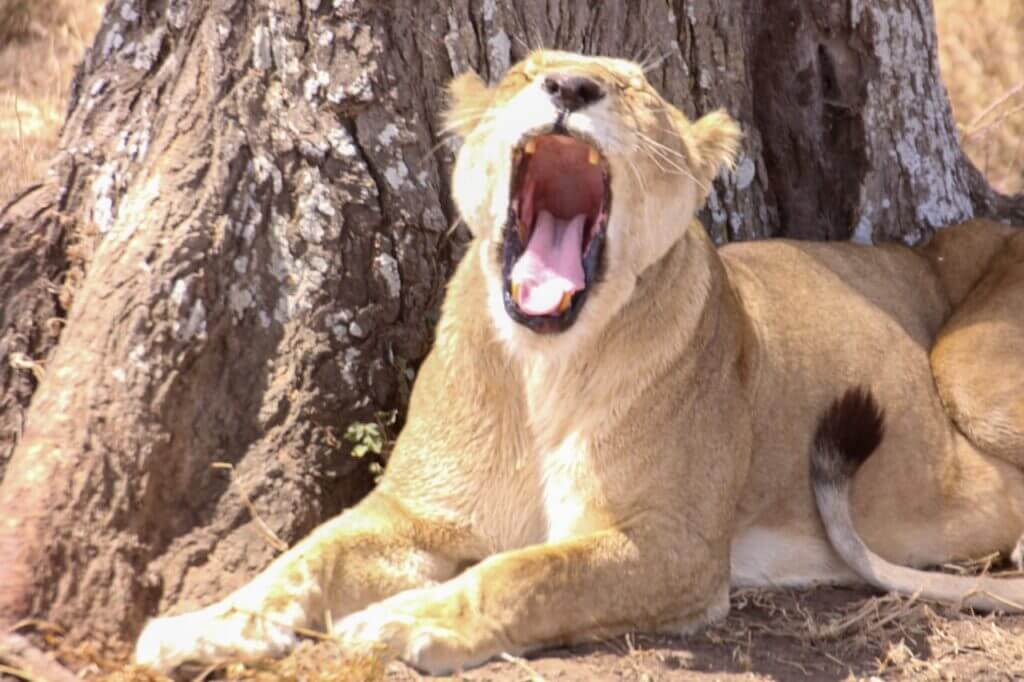 Top 10 Most Visited National Parks in Tanzania: Ultimate Safari Guide 2026