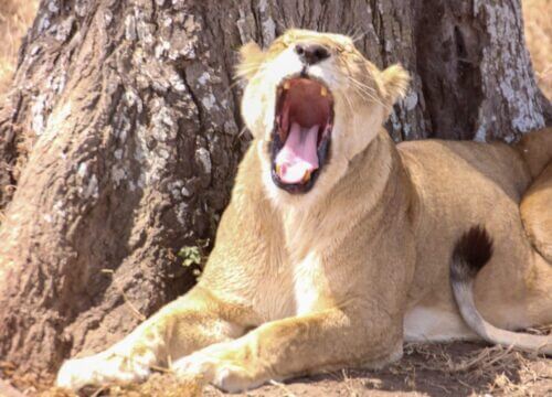 Top 10 Most Visited National Parks in Tanzania: Ultimate Safari Guide 2025