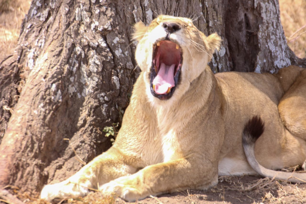 tanzania national park