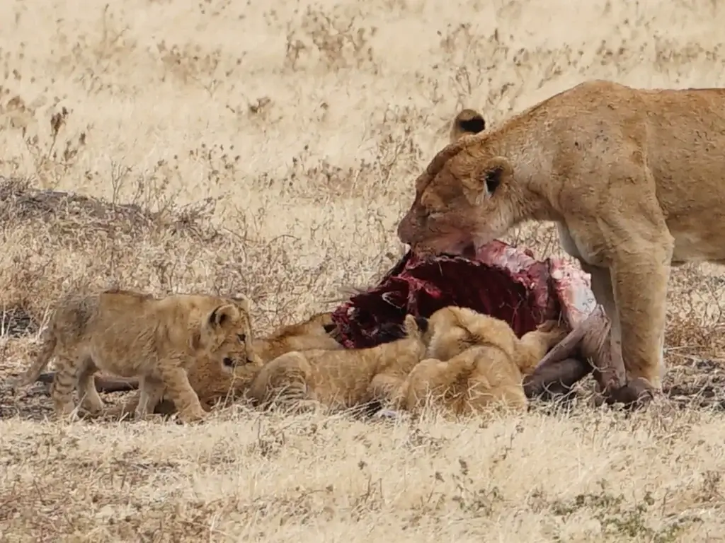 Best Time to Visit Tanzania: Safari Guide