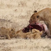 Best Time to Visit Tanzania
