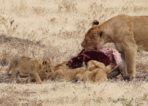 Best Time to Visit Tanzania: Safari Guide