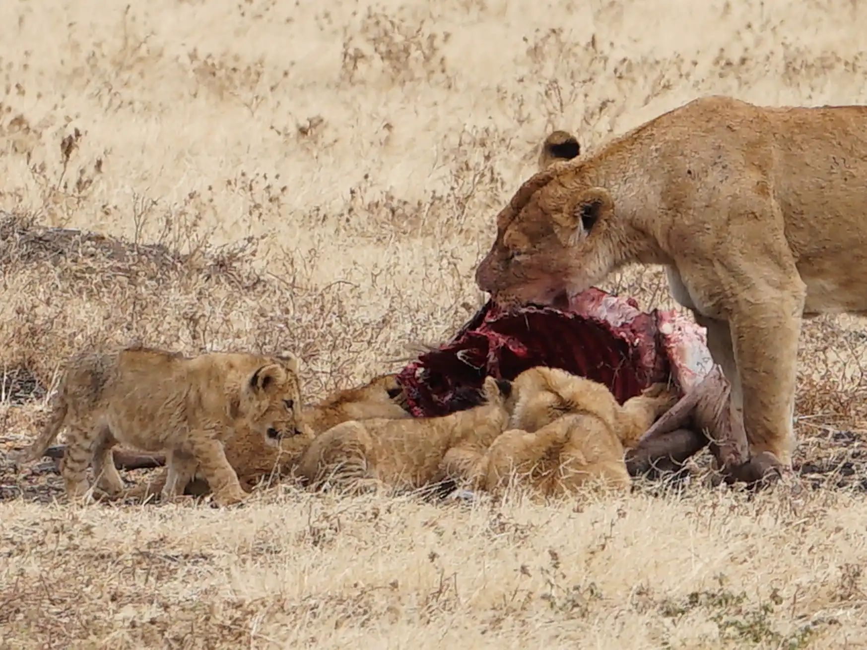 Best Time to Visit Tanzania