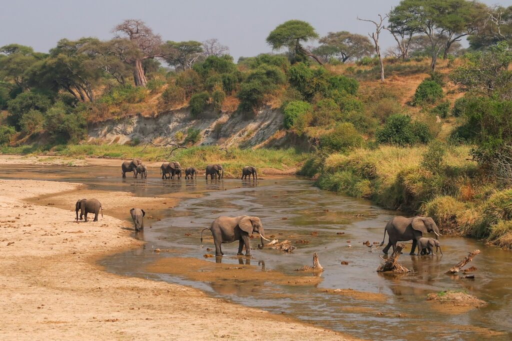 tarangire national Park