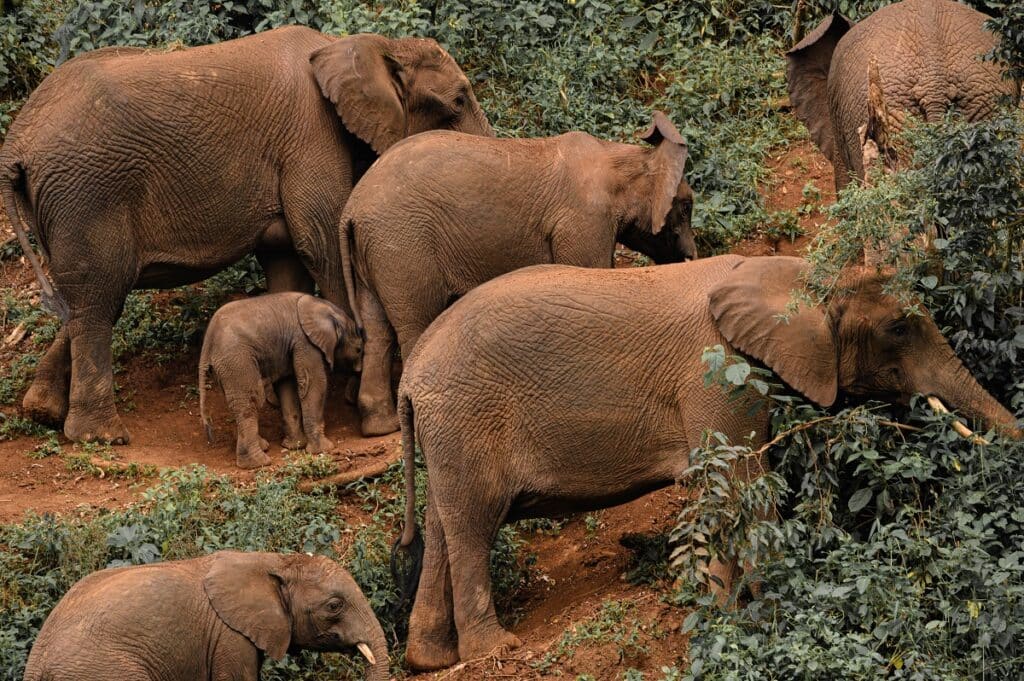 Elephant Cave in karatu