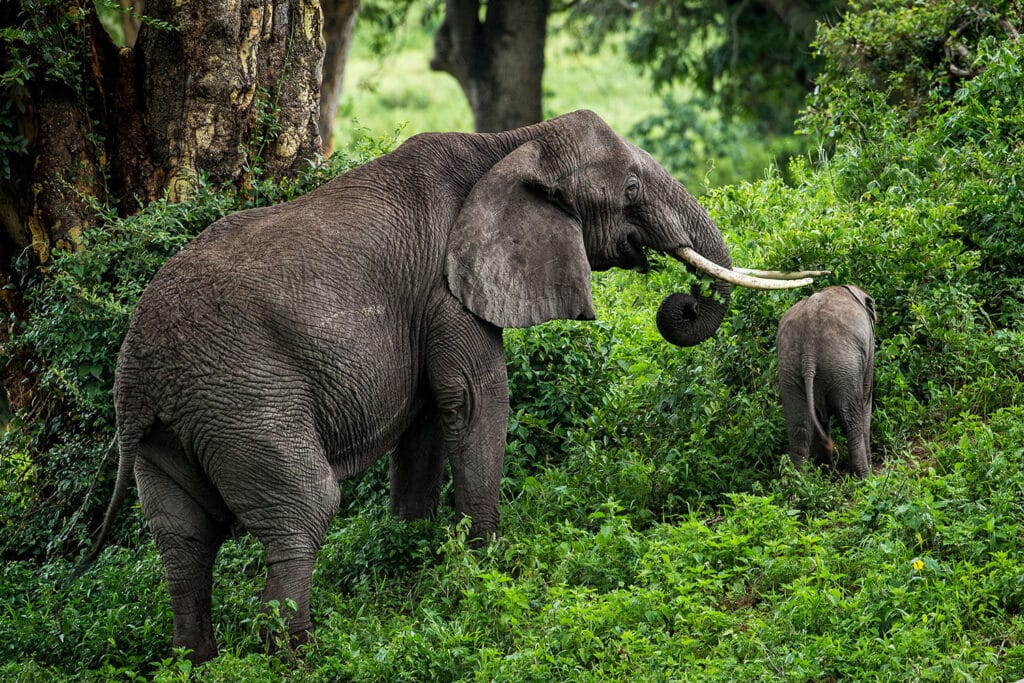 Elephant Cave in karatu