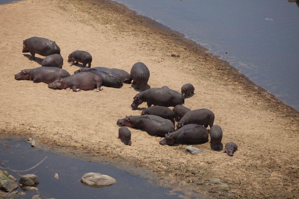 ruaha national park