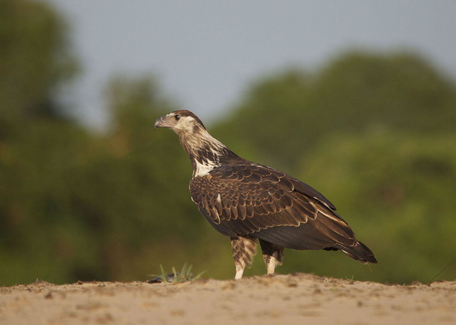 ruaha national park