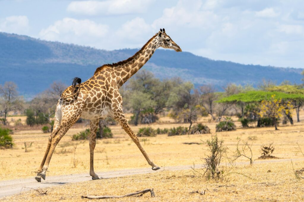 Nyerere National Park