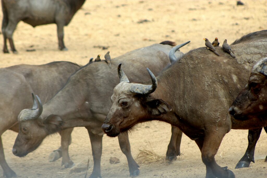 Mikumi National Park