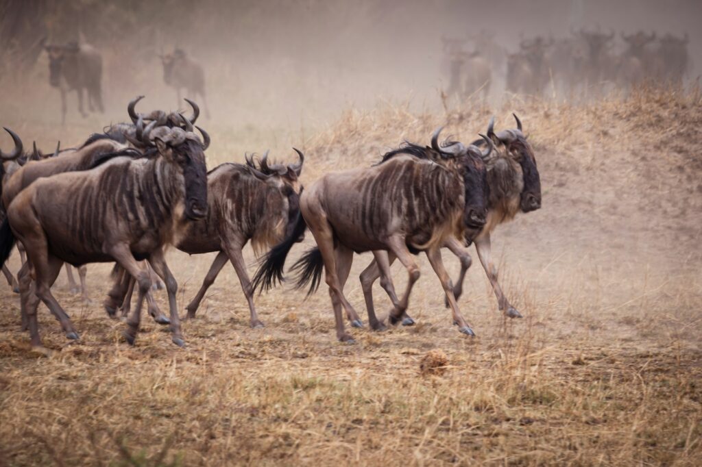 a herd of wildebeest running across a dry grass field in serengeti national park