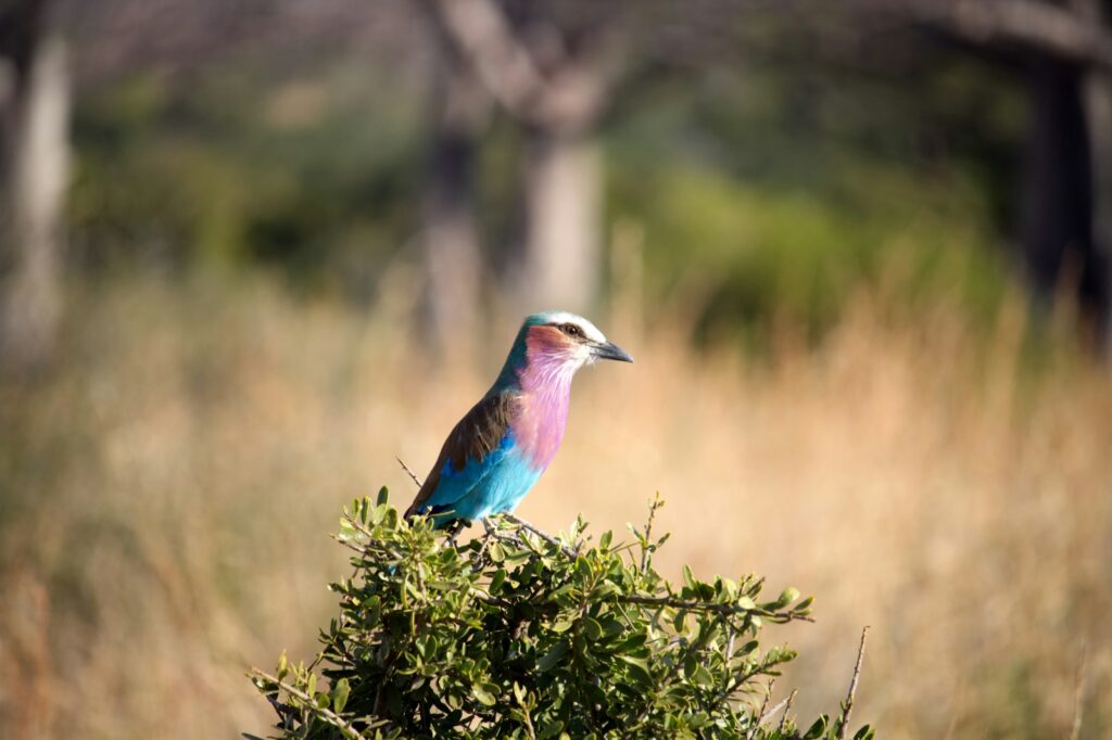 ruaha national park