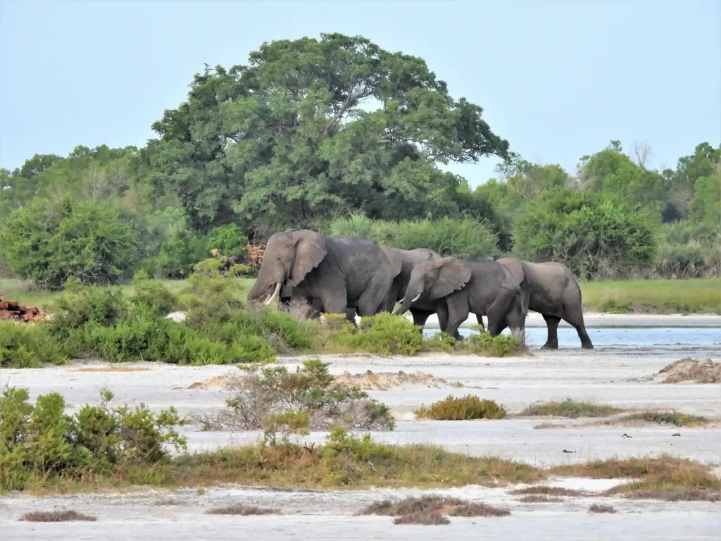 saadani national park
