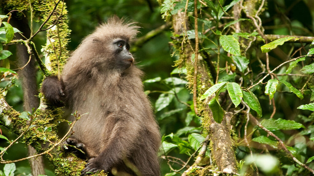 Kitulo National Park