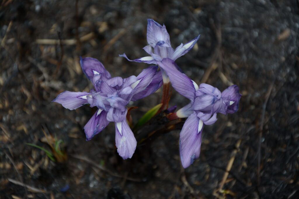 Kitulo National Park