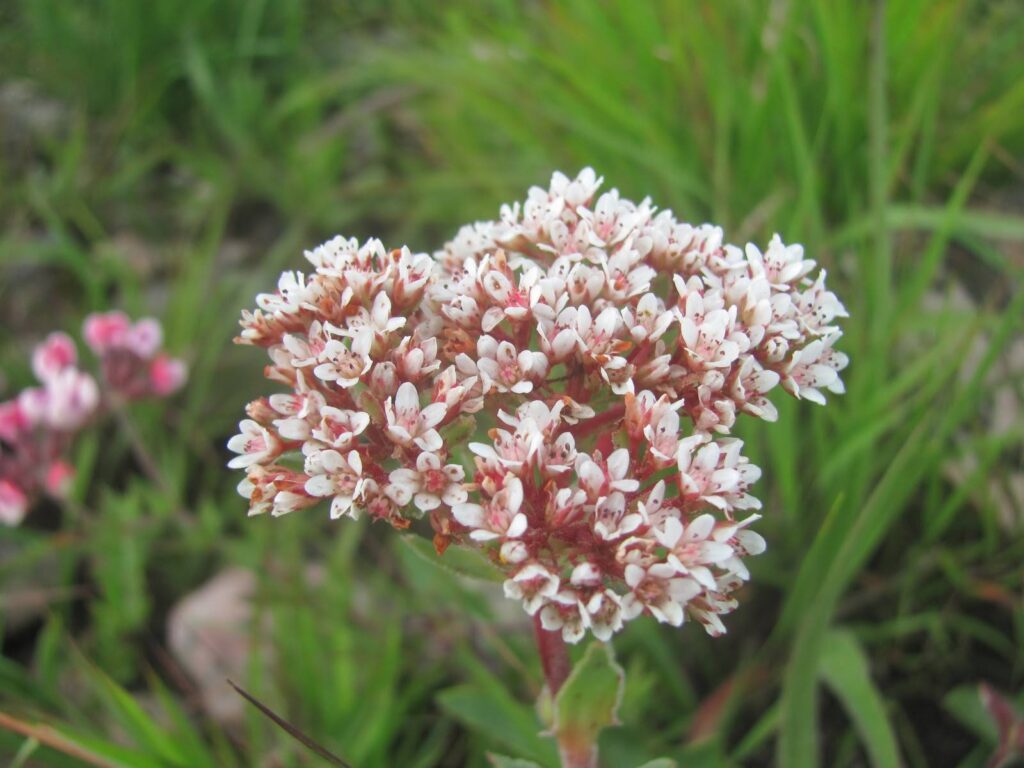 Kitulo National Park