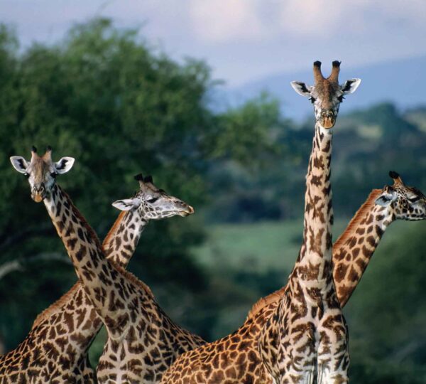 saadani national park