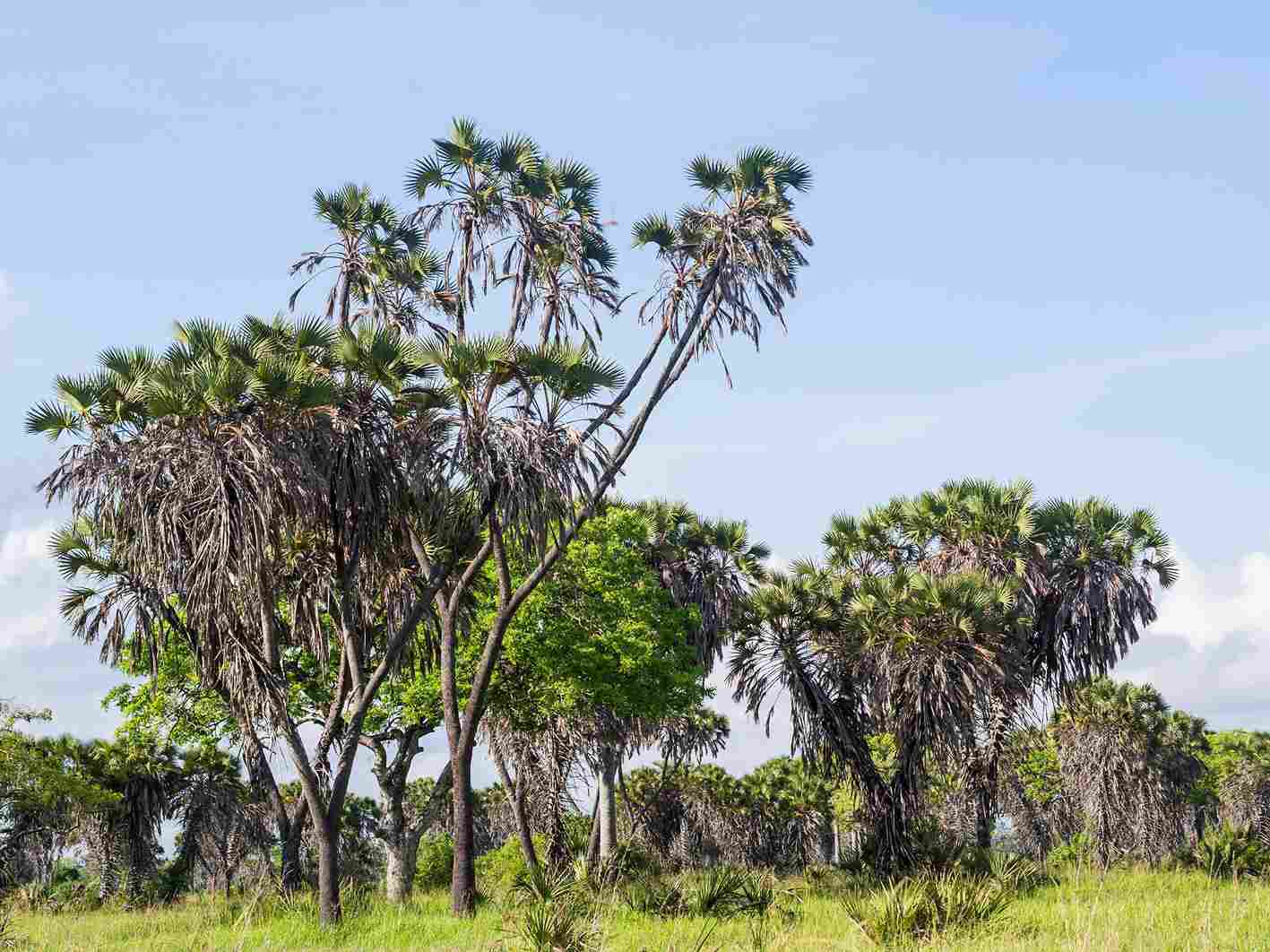 saadani national park