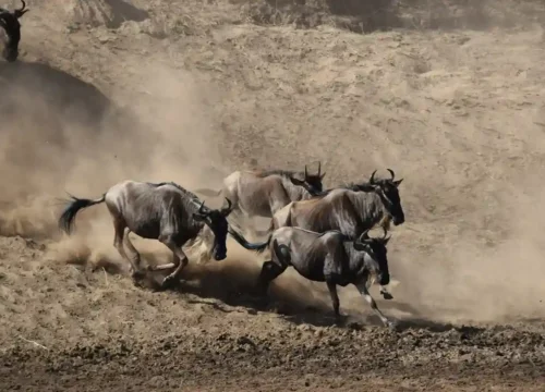 Travel Tanzania in December: Your Complete Safari and Holiday Guide 2025