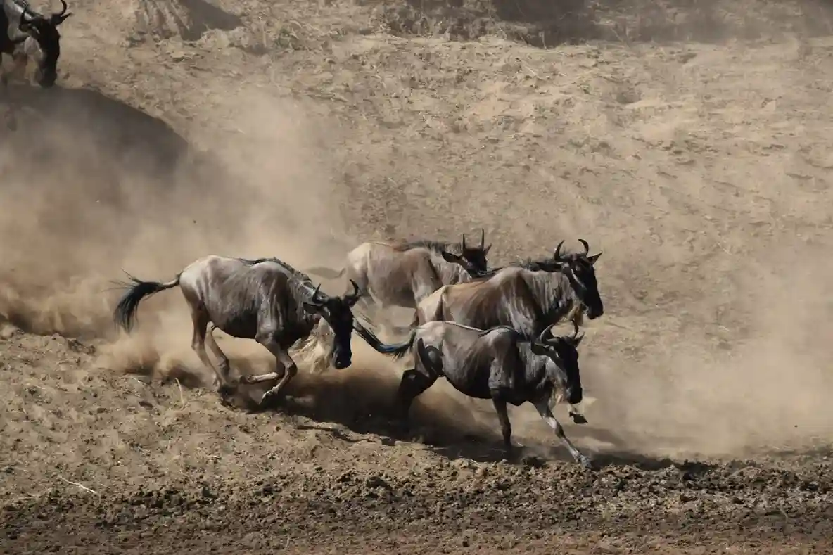tour operator in tanzania