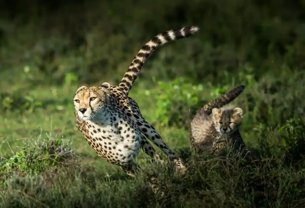tour operator in tanzania