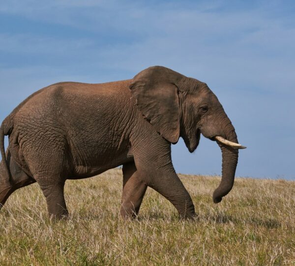 brown elephant on green grass field during daytime