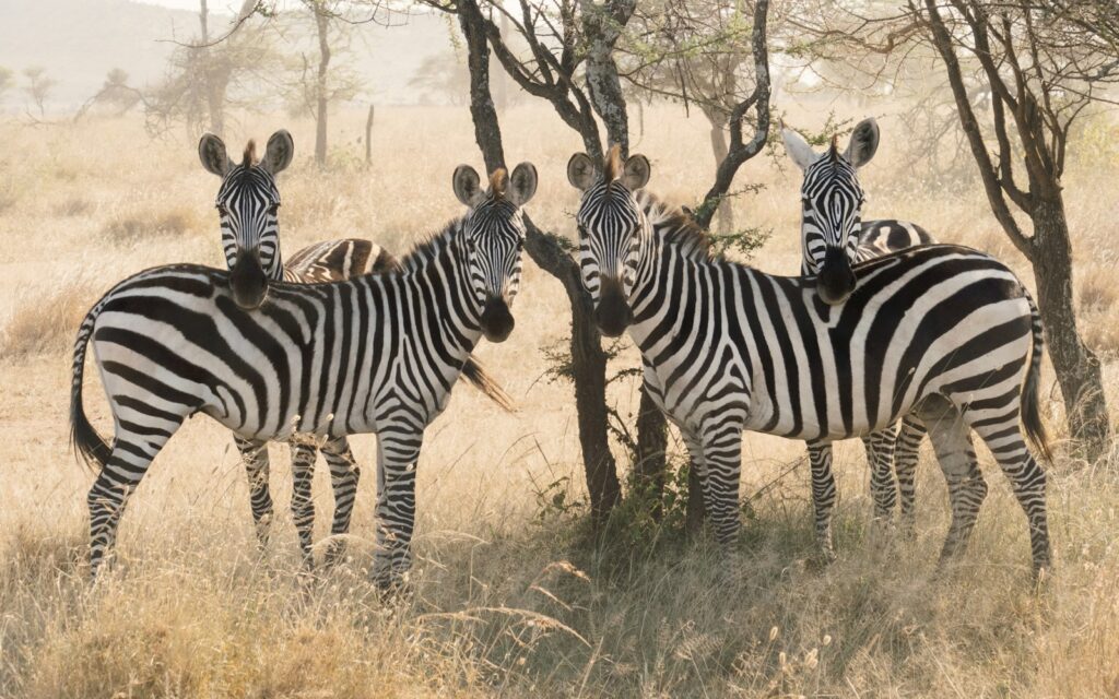 serengeti
