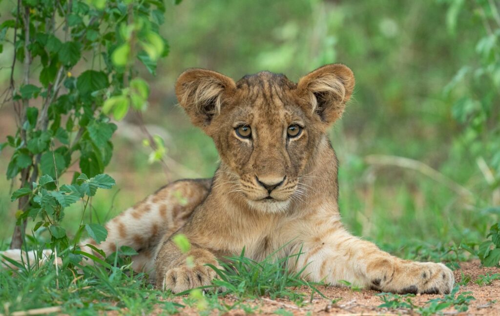 A young lion laying down in the grass