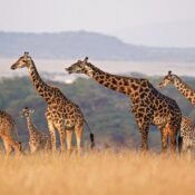 Travel from USA to Tanzania