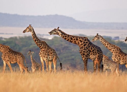 Travel from USA to Tanzania: Your Complete American Safari Guide 2026