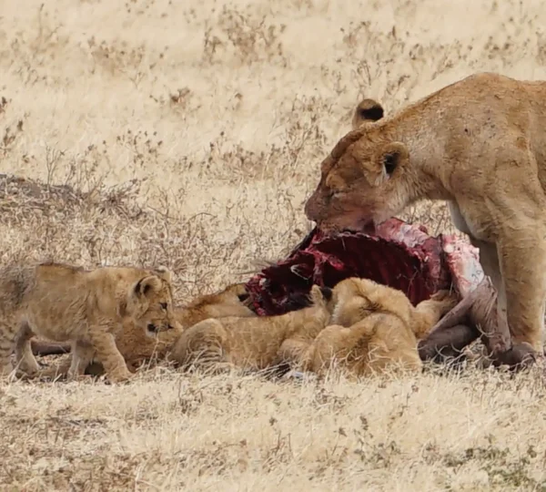 Travel from USA to Tanzania