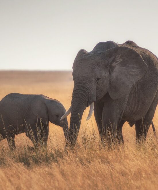 3-Day Ngorongoro & Serengeti Safari