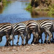 history of serengeti