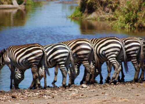 The Incredible History of Serengeti National Park