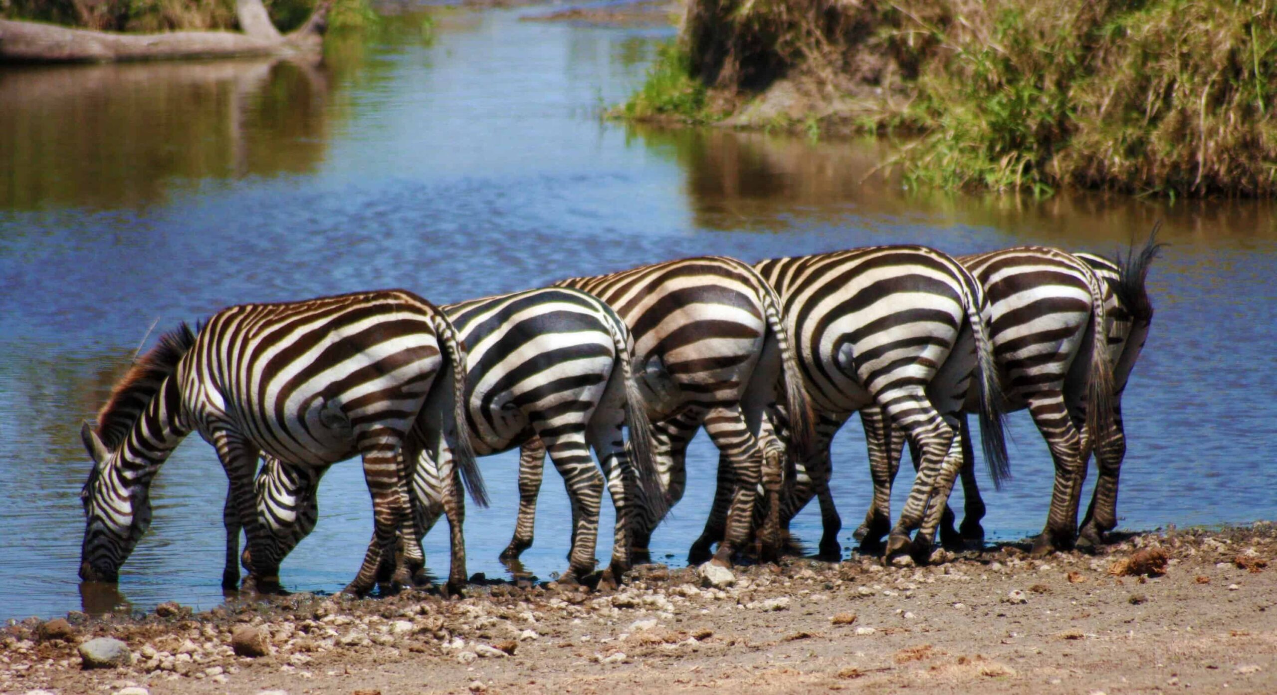 history of serengeti