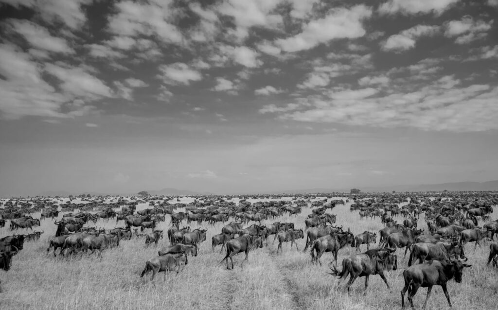 history of serengeti