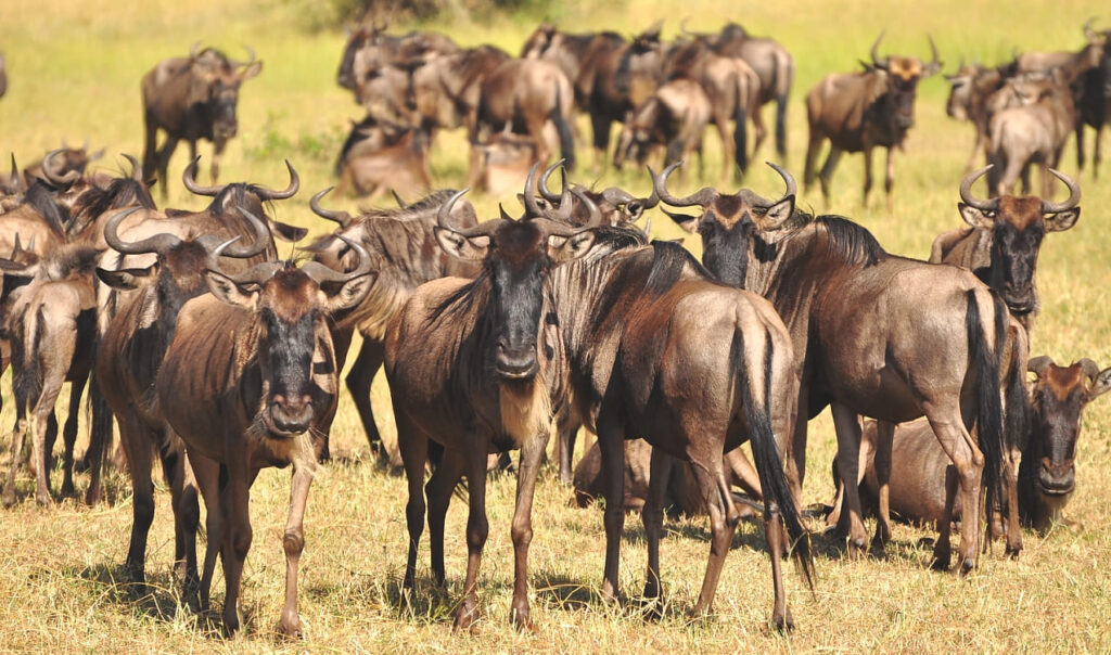 Booking a Safari Locally vs Travel Agent: Which Option Is Better?